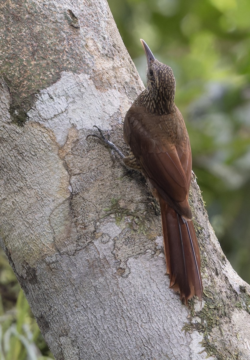 Black-banded Woodcreeper - Michael Todd