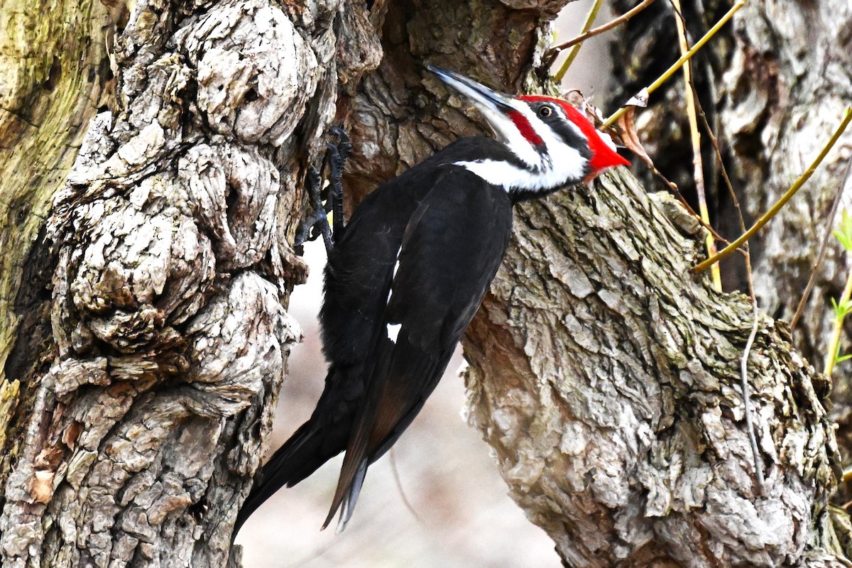Pileated Woodpecker - ML617579235