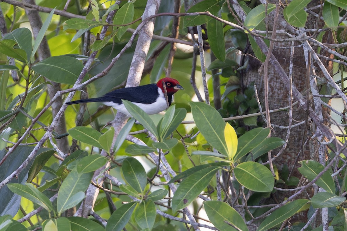 Red-capped Cardinal - ML617579252