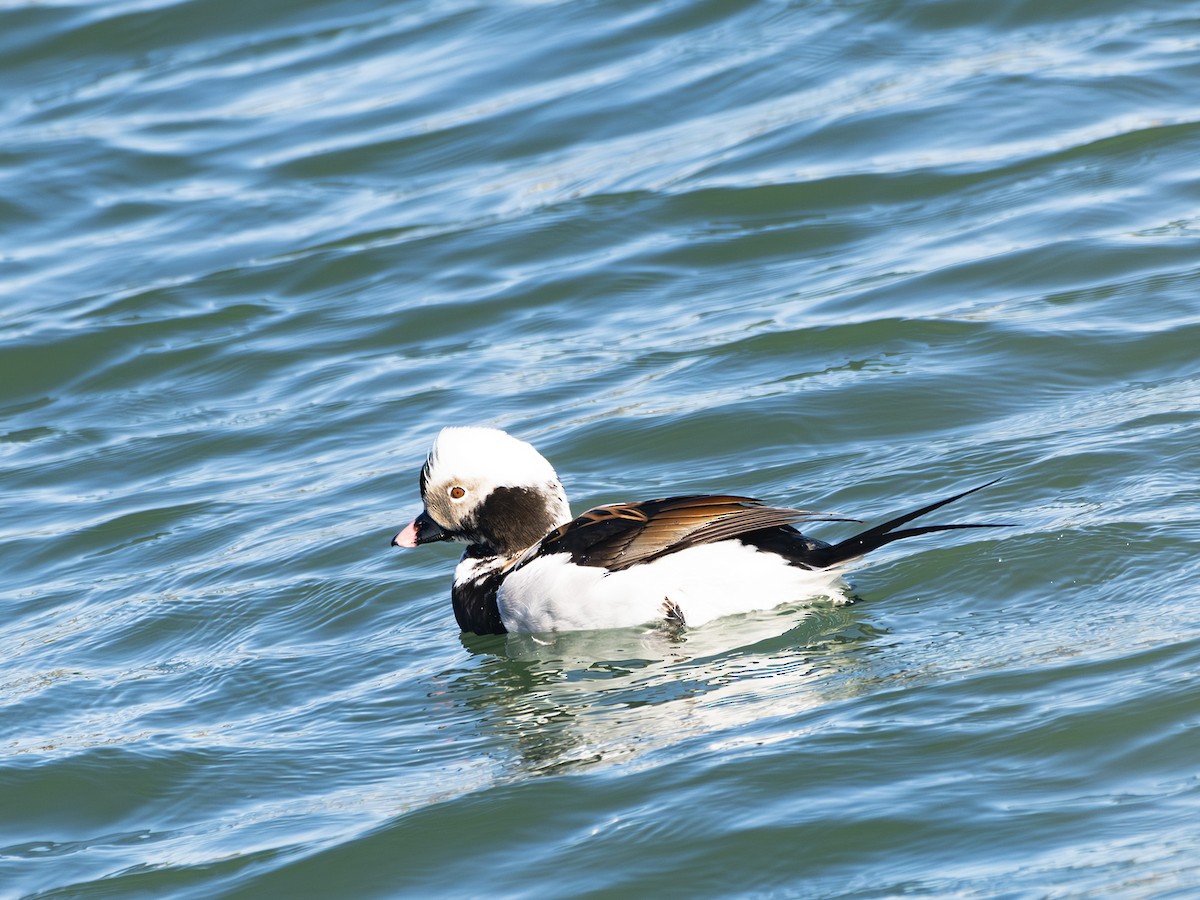 Long-tailed Duck - ML617579271