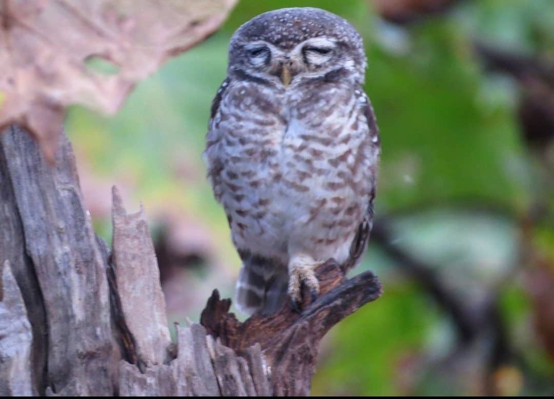 Spotted Owlet - ML617579405
