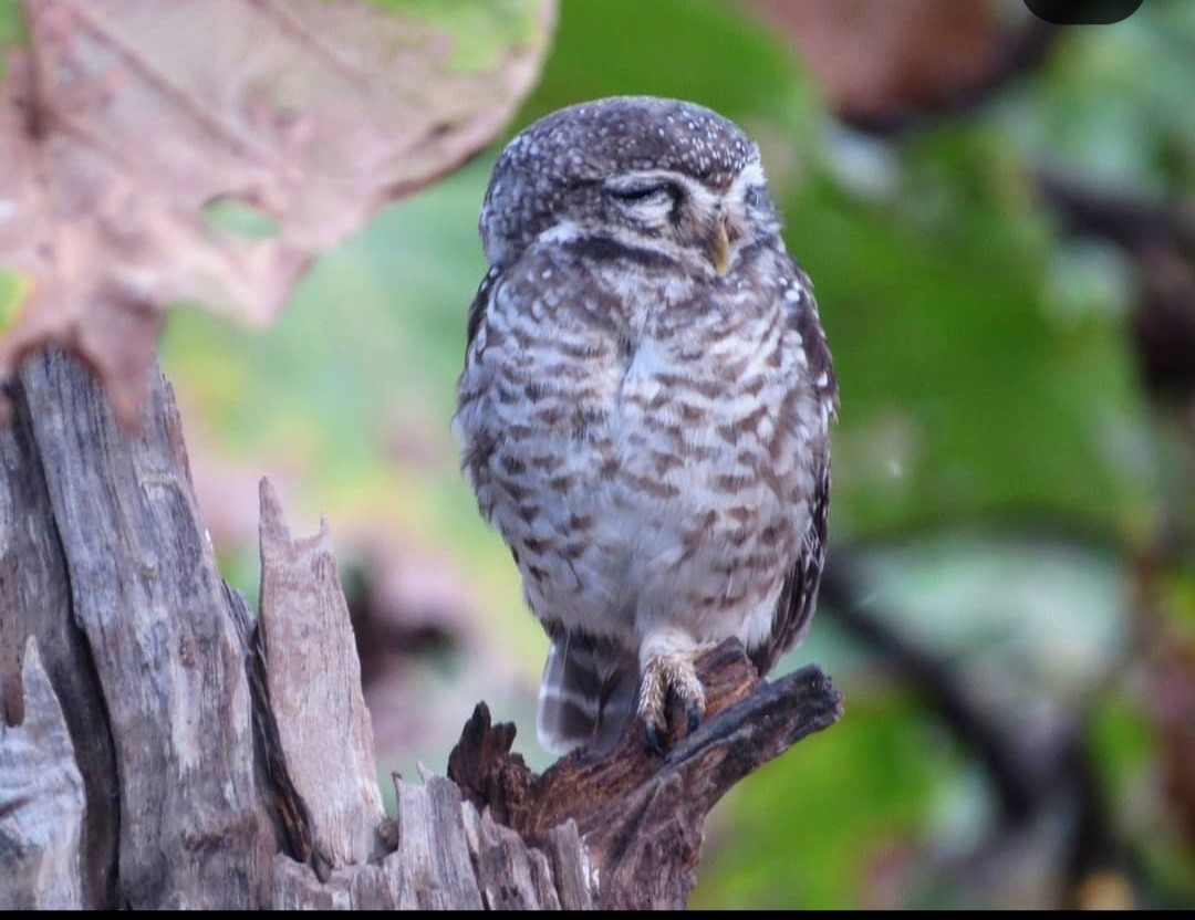 Spotted Owlet - Swansy Afonso