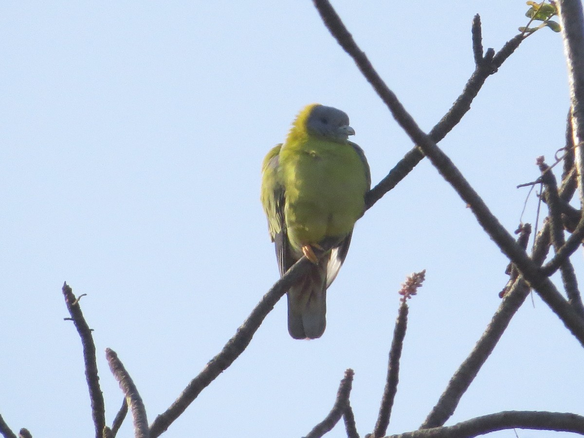 Yellow-footed Green-Pigeon - Swansy Afonso