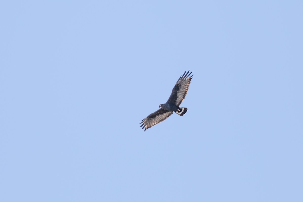 Zone-tailed Hawk - ML617579444
