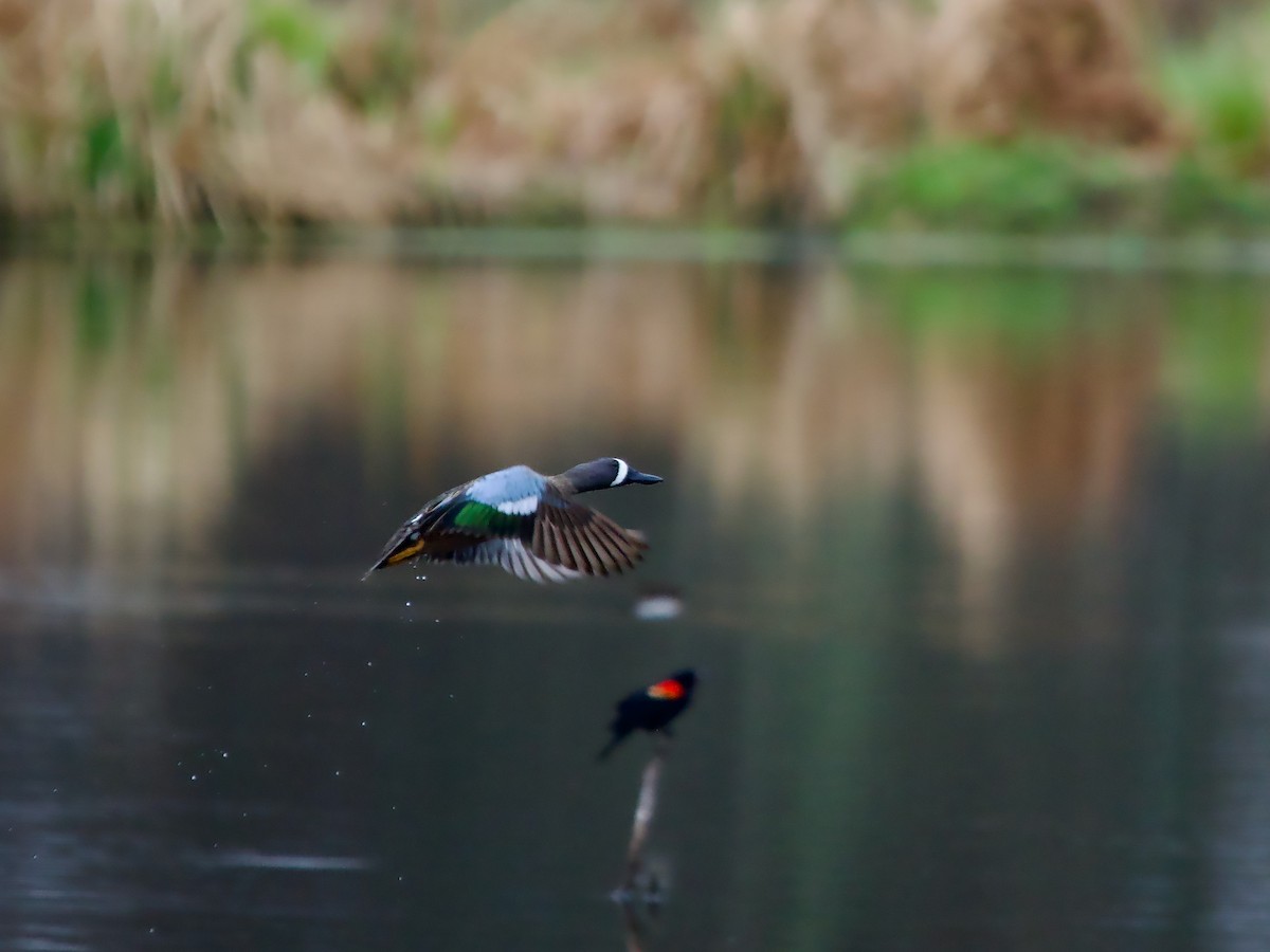 Blue-winged Teal - ML617579449