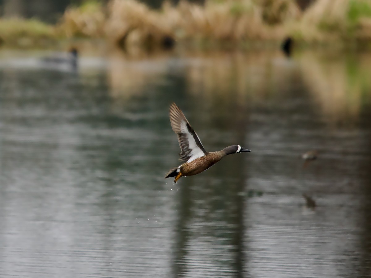 Blue-winged Teal - ML617579450