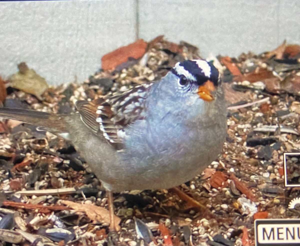 White-crowned Sparrow - ML617579459