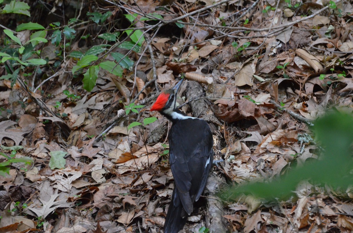 Pileated Woodpecker - ML617579467