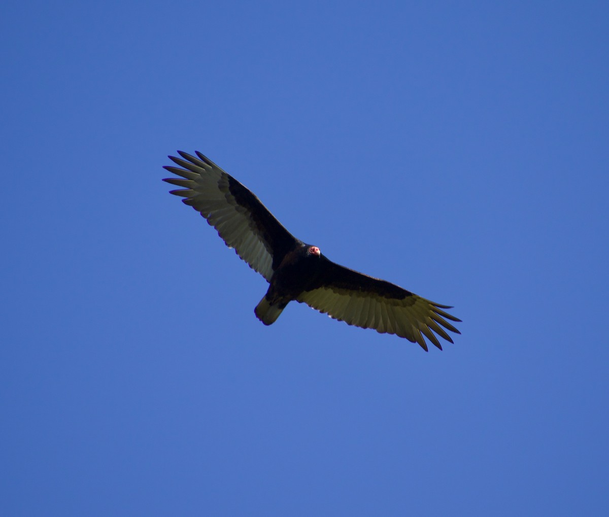 Turkey Vulture - ML617579496