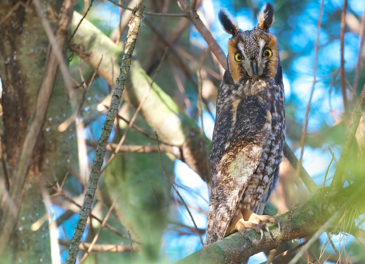 Long-eared Owl - ML617579524