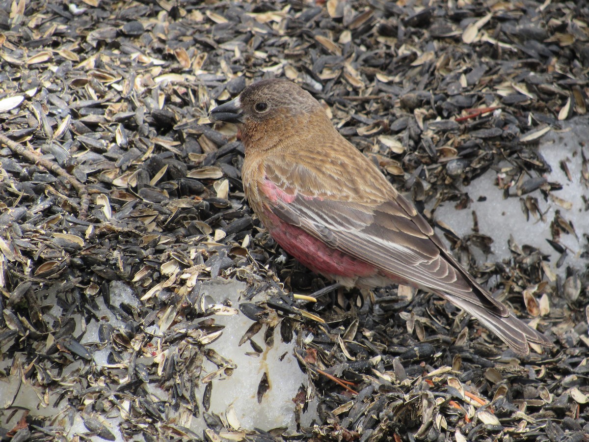 Brown-capped Rosy-Finch - Roger Hedge