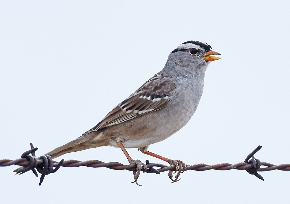 White-crowned Sparrow (Gambel's) - ML617579618