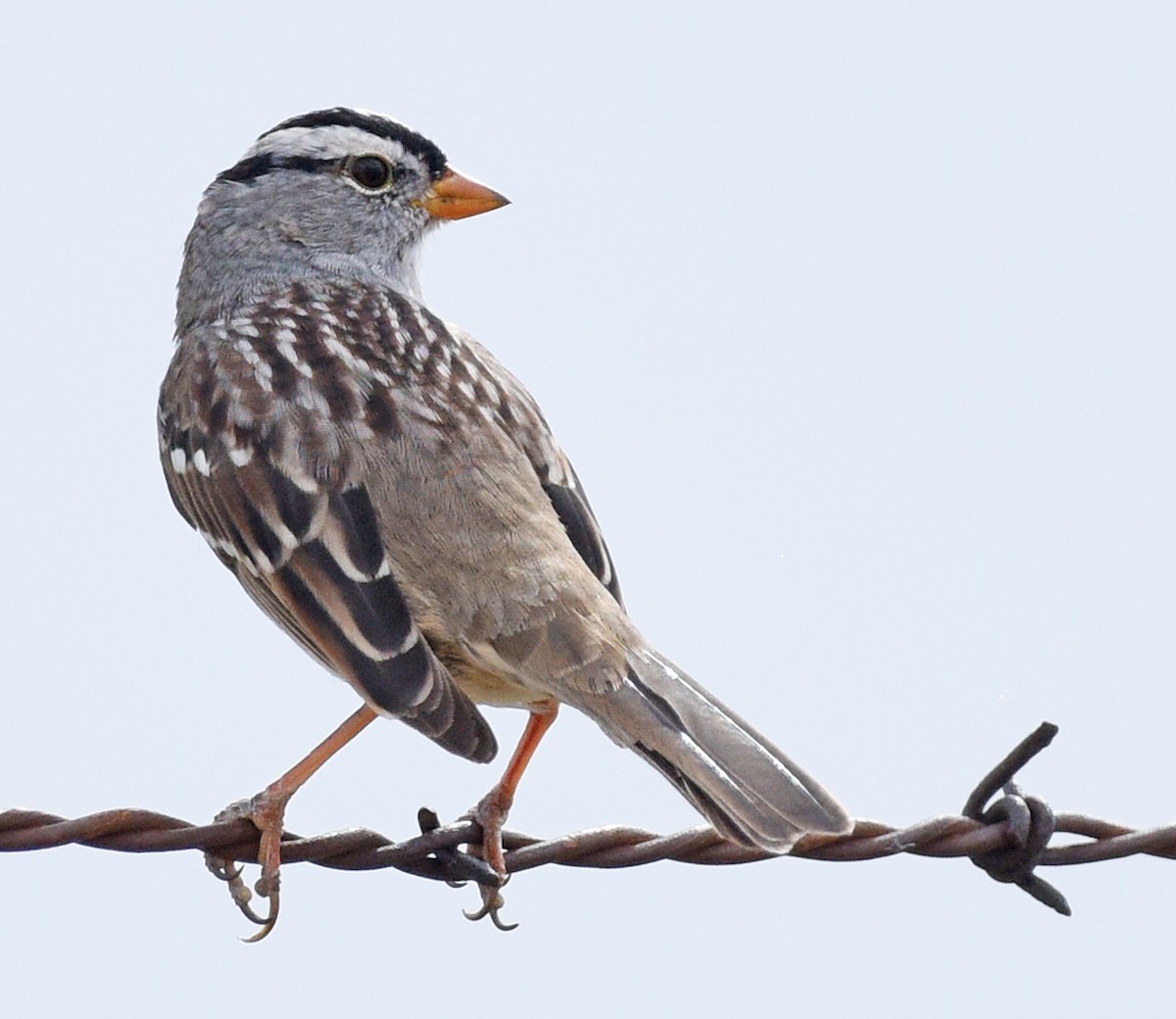 White-crowned Sparrow (Gambel's) - ML617579619