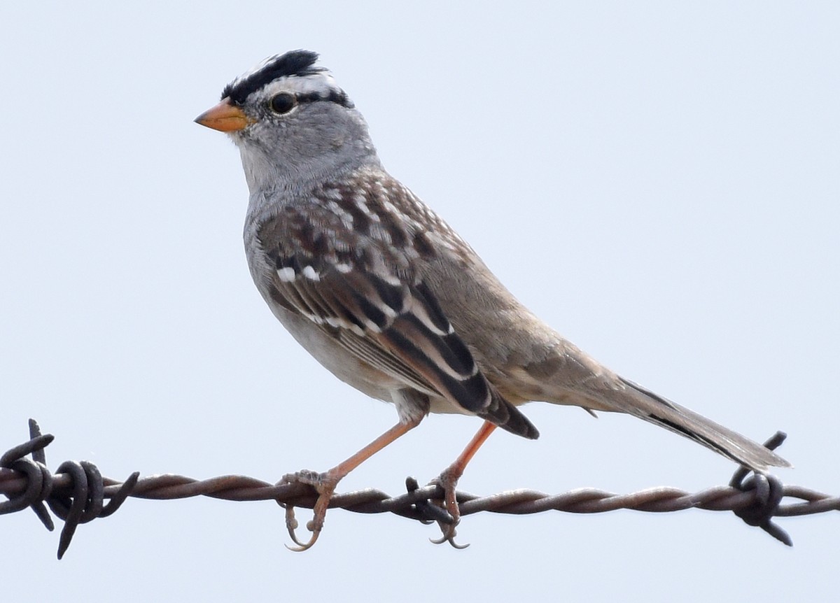 White-crowned Sparrow (Gambel's) - ML617579620