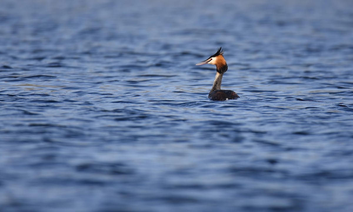 Great Crested Grebe - ML617579666