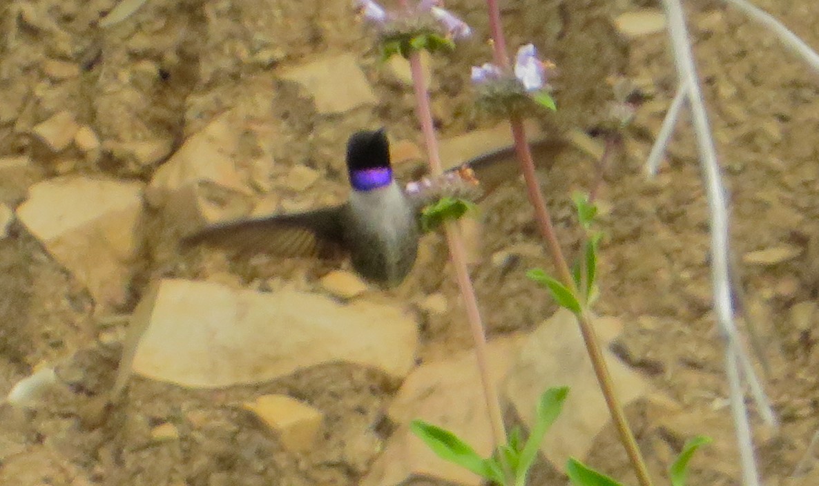 eBird Checklist - 18 Apr 2024 - Matilija Riparian and Lake - 49 species