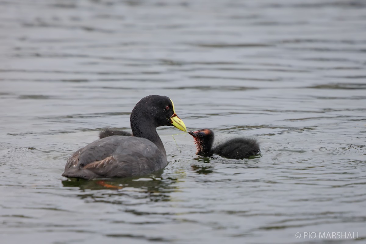 Red-gartered Coot - ML617579727