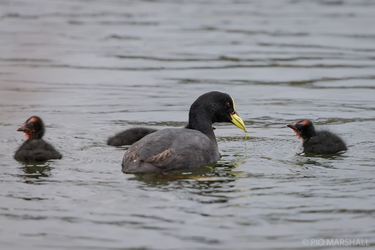 Red-gartered Coot - ML617579728