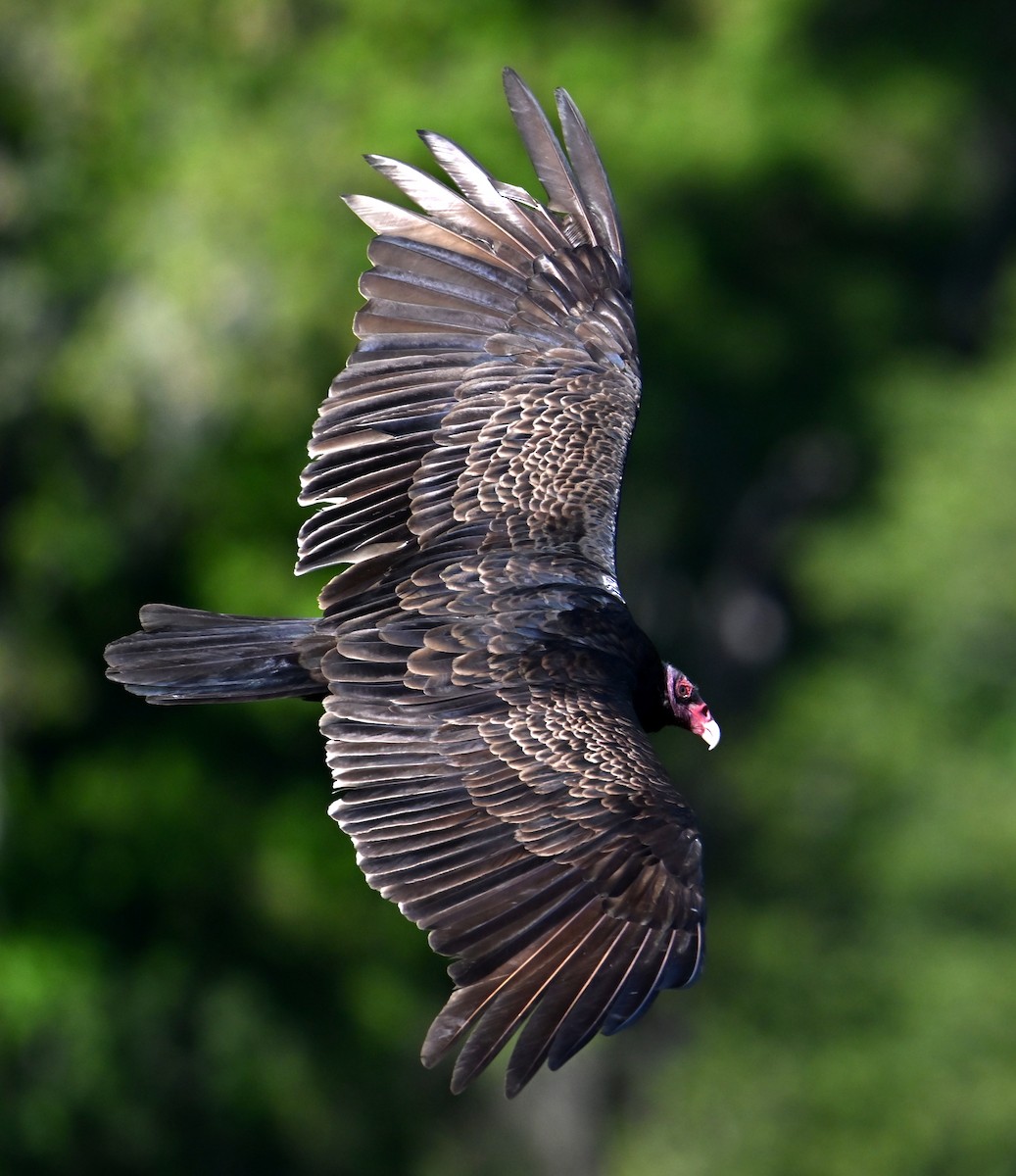 Turkey Vulture - ML617579741