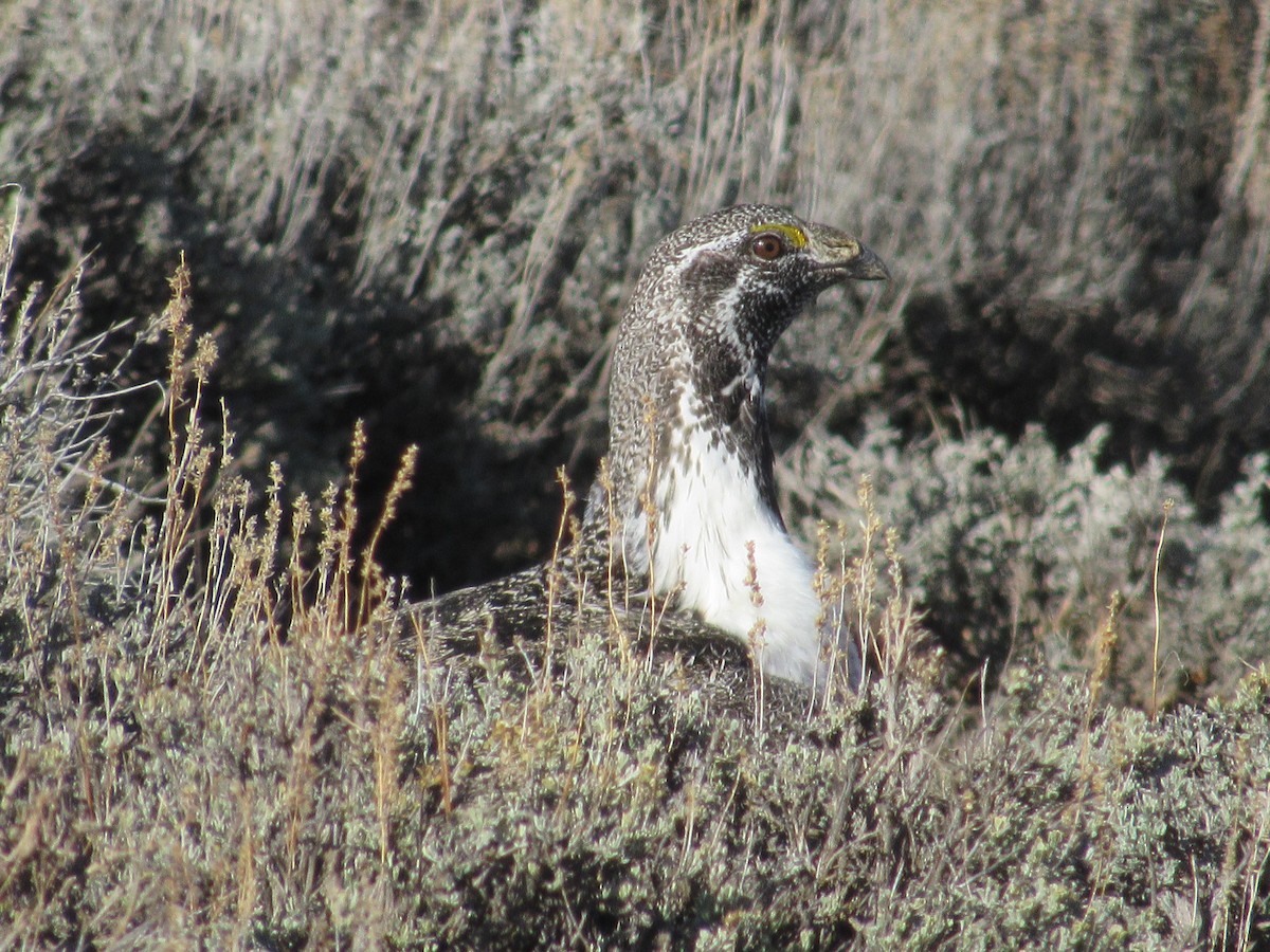 Greater Sage-Grouse - ML617579760