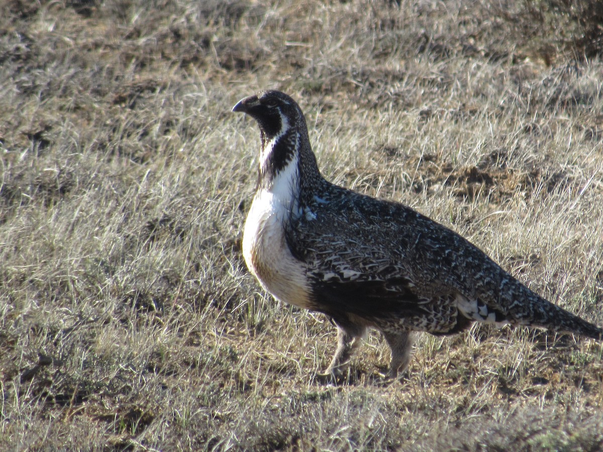 Greater Sage-Grouse - ML617579763
