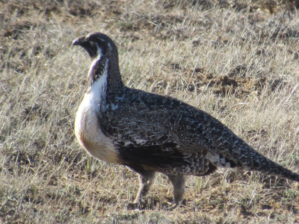 Greater Sage-Grouse - ML617579778