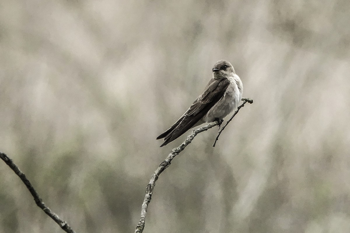 Northern Rough-winged Swallow - ML617579834