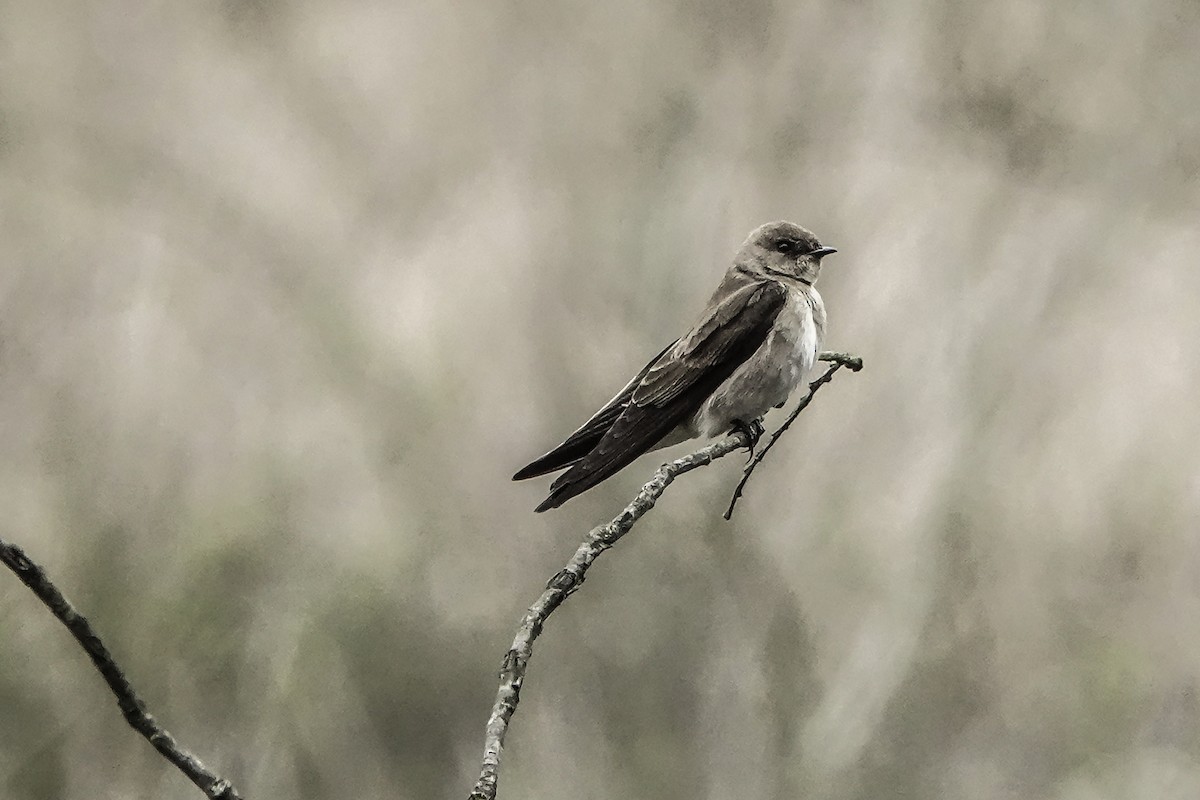 Northern Rough-winged Swallow - Harvey Fogel