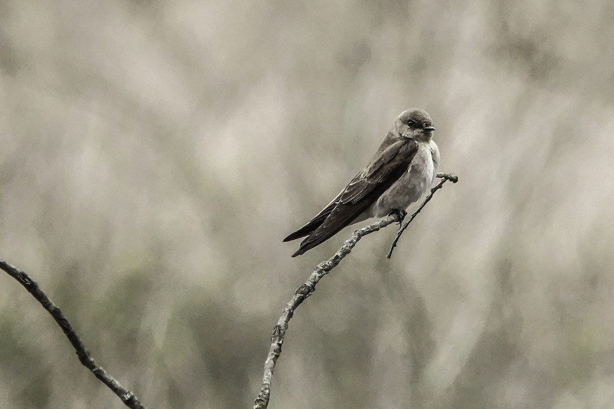 Northern Rough-winged Swallow - Harvey Fogel