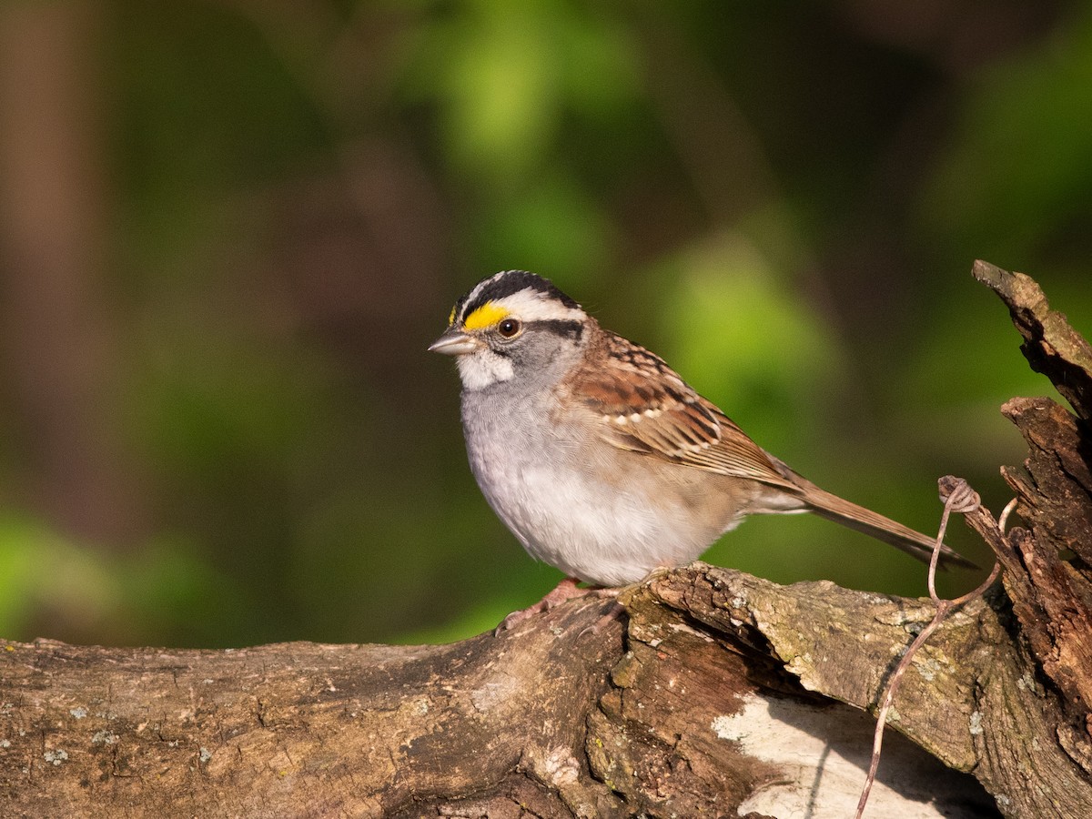 White-throated Sparrow - ML617579881