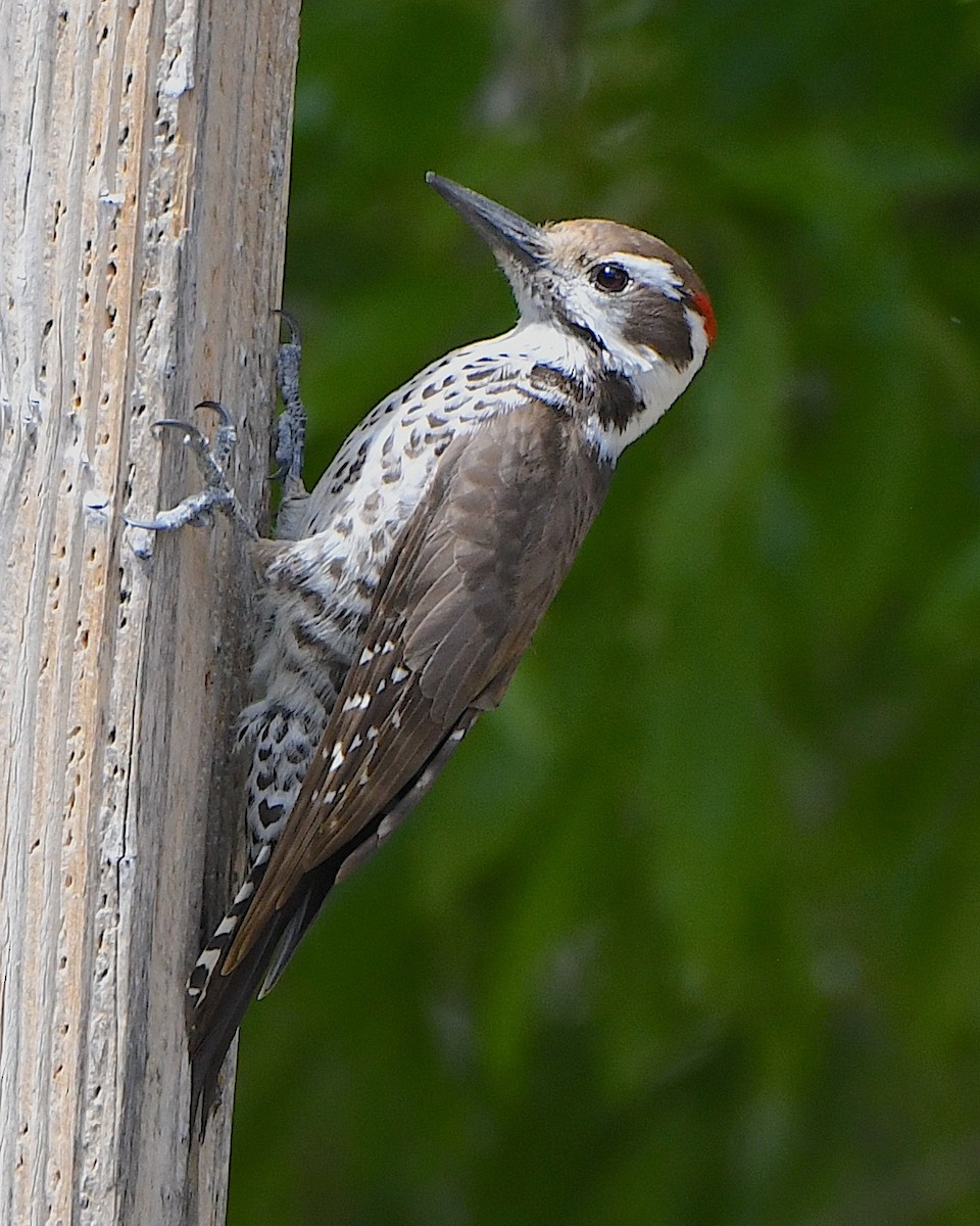 Arizona Woodpecker - ML617579886