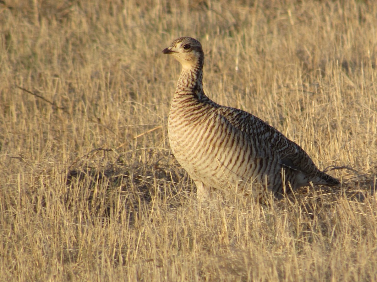 Lesser Prairie-Chicken - ML617579914