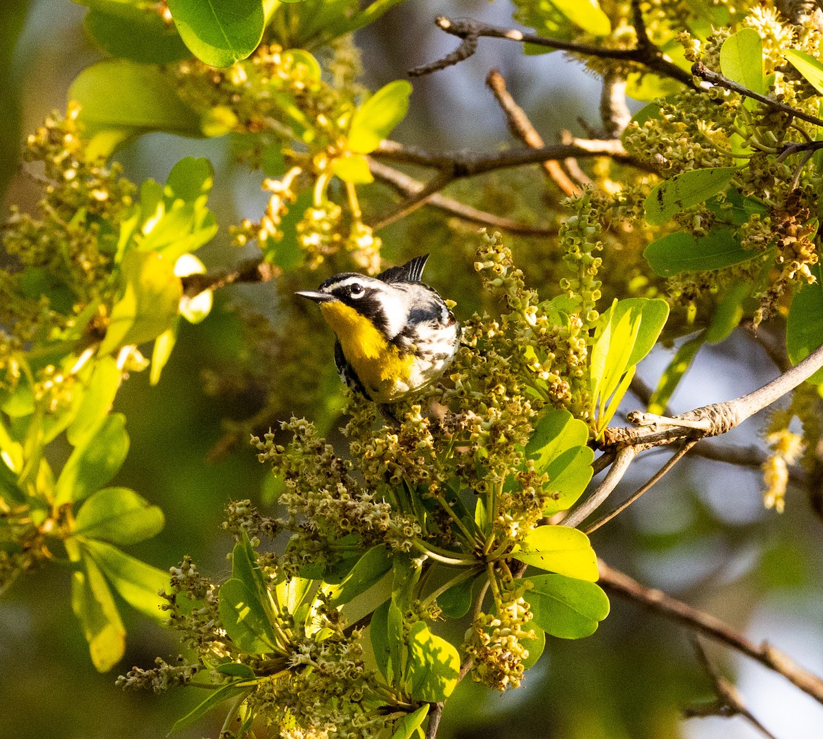 Yellow-throated Warbler - Hap Ellis
