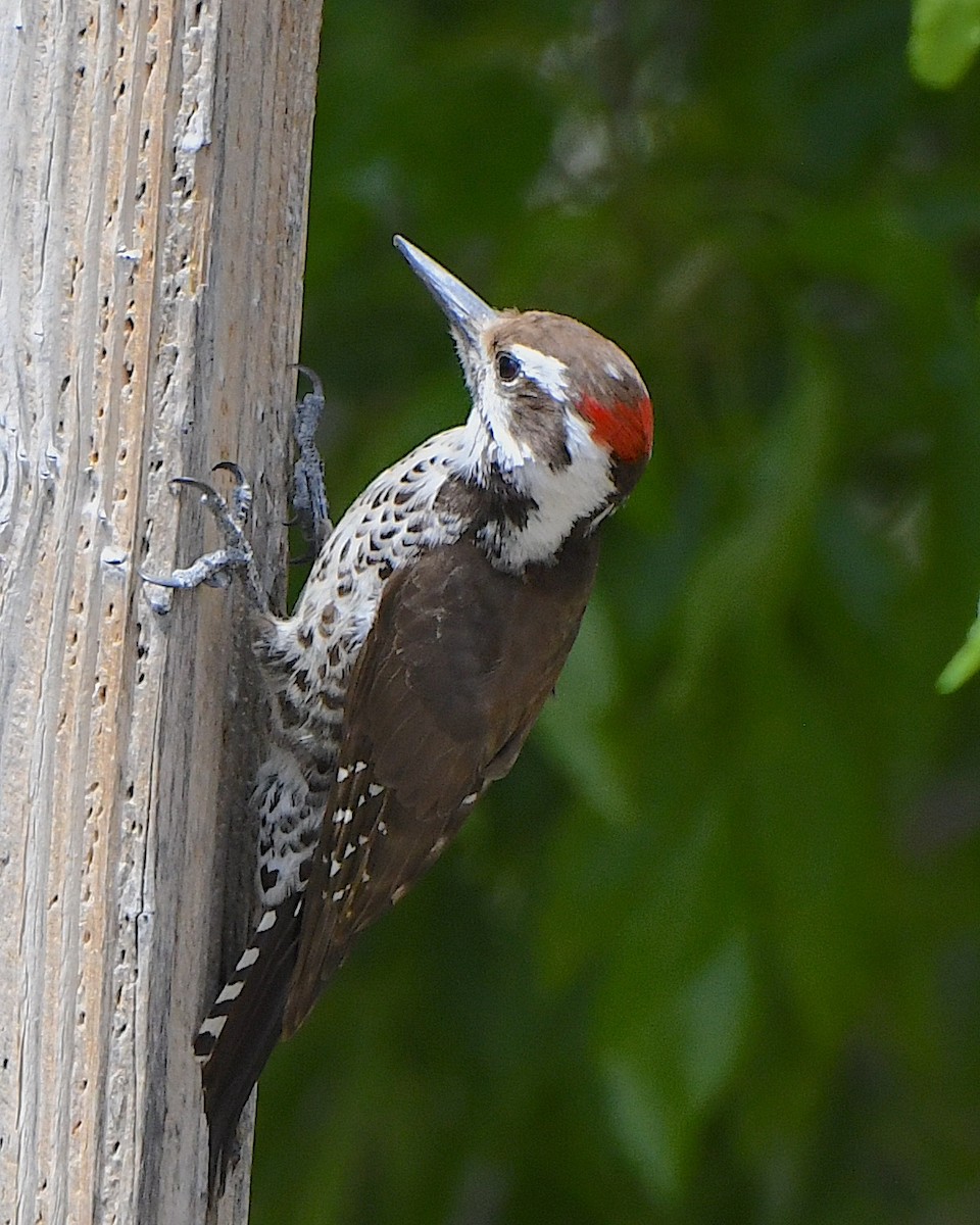 Arizona Woodpecker - ML617579937