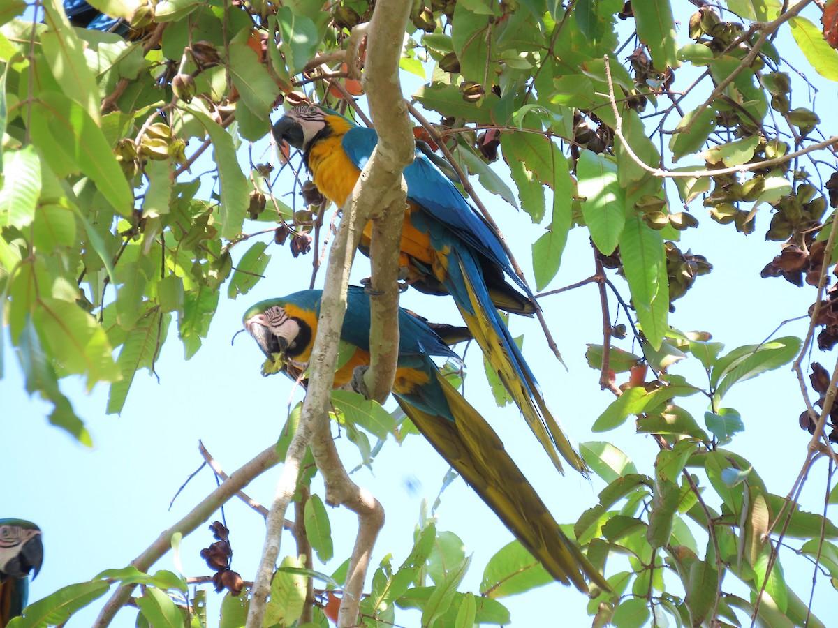 Blue-and-yellow Macaw - ML617579948