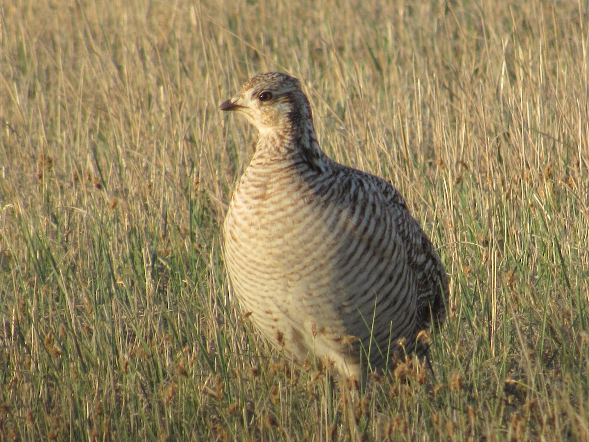 Lesser Prairie-Chicken - ML617579964
