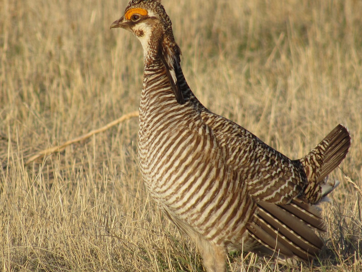 Lesser Prairie-Chicken - ML617580003