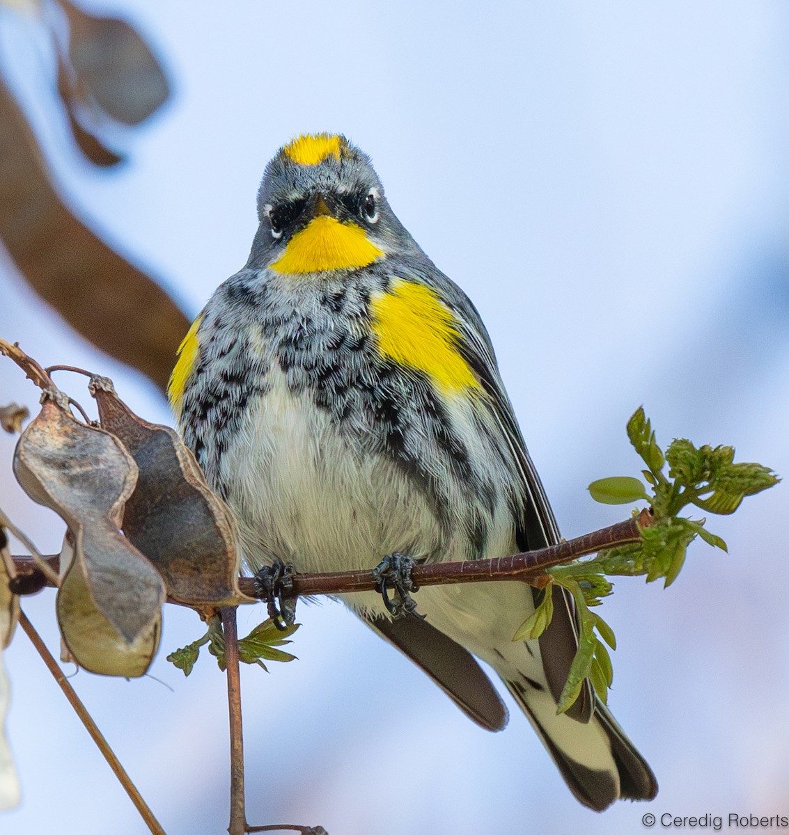 Yellow-rumped Warbler - Ceredig  Roberts