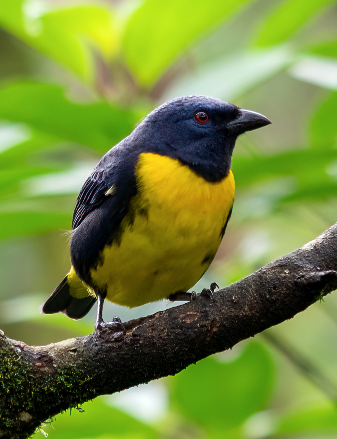 Blue-and-gold Tanager - ML617580072