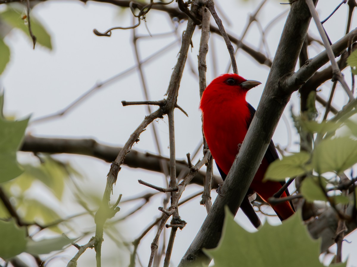 Scarlet Tanager - ML617580075