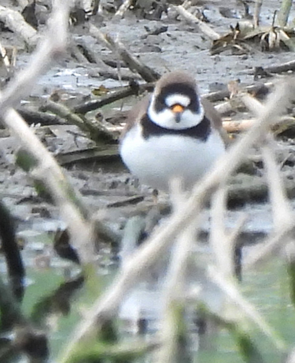 Semipalmated Plover - ML617580170
