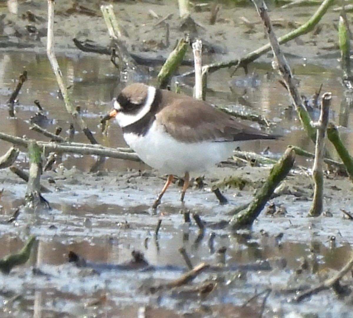 Semipalmated Plover - ML617580171
