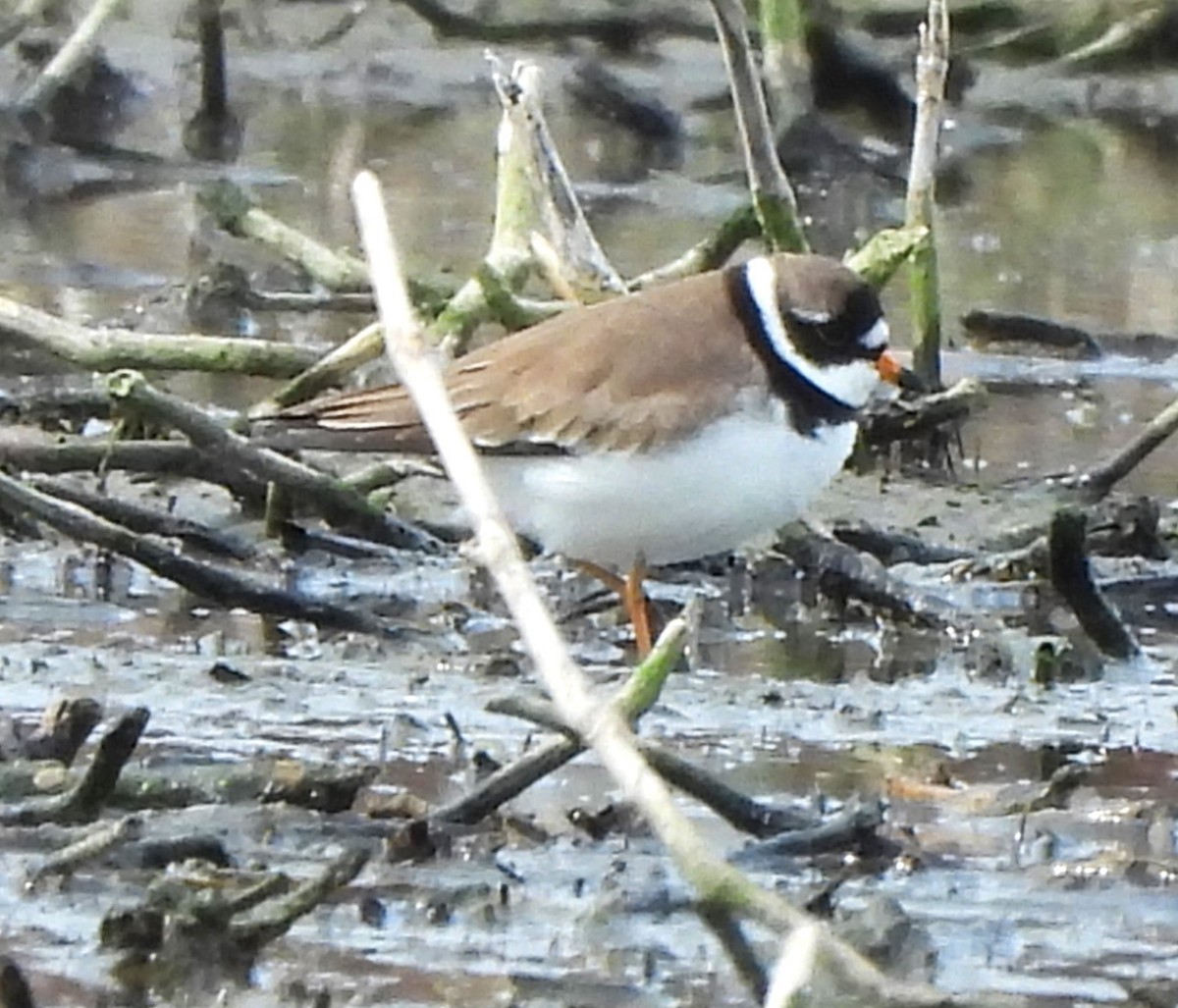 Semipalmated Plover - ML617580172