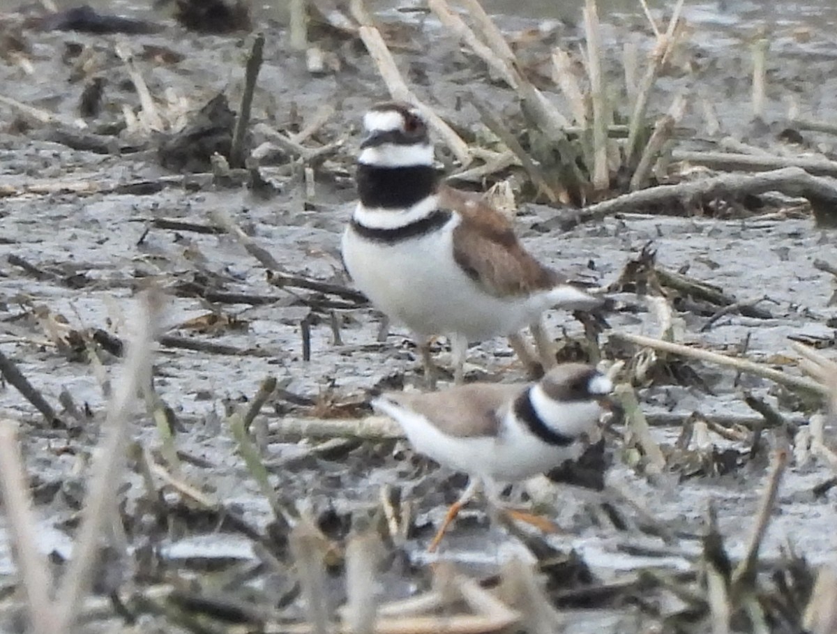 Semipalmated Plover - ML617580173