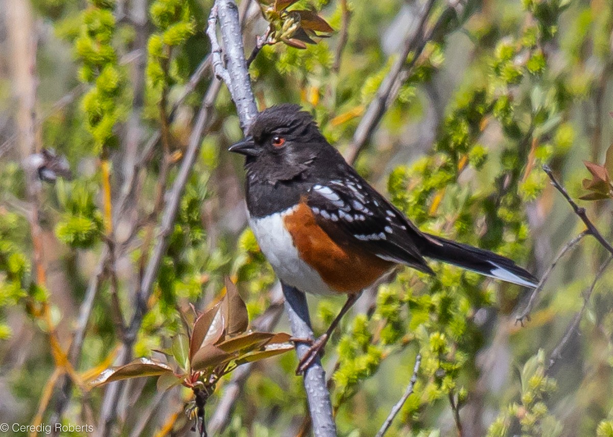 Spotted Towhee - ML617580187