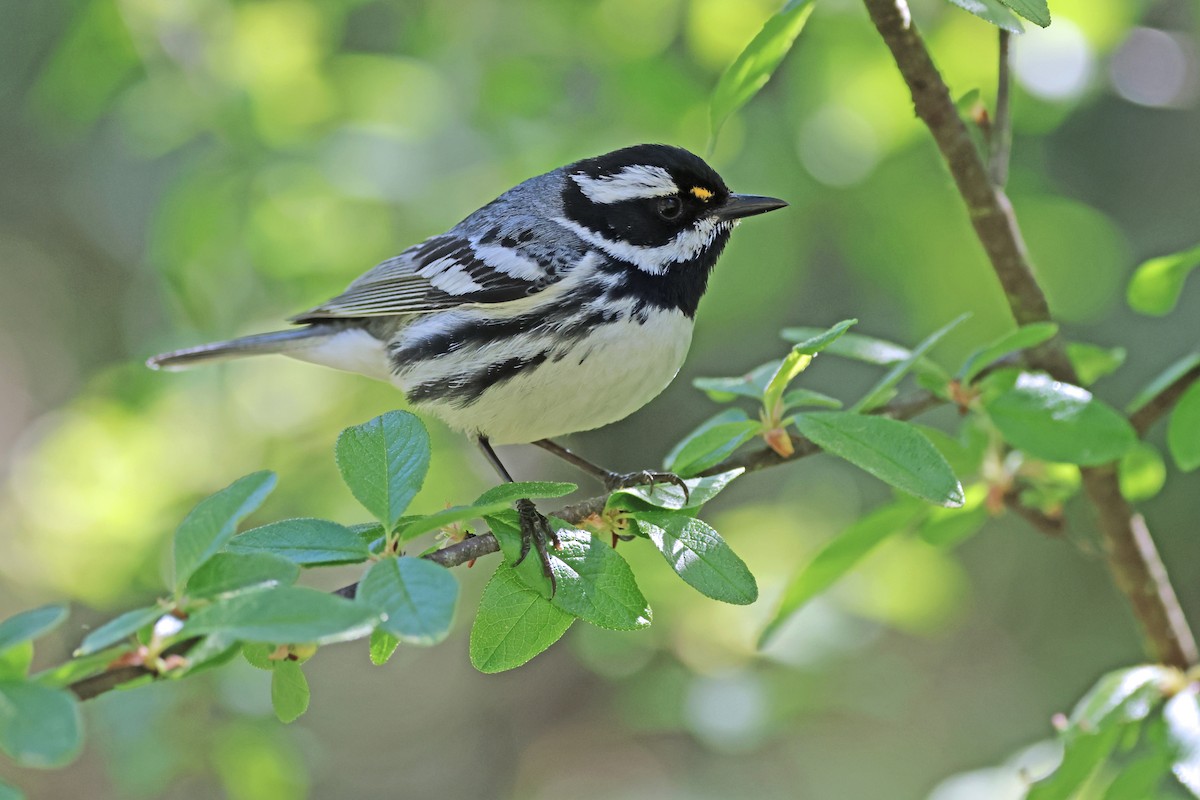 Black-throated Gray Warbler - Nathan Wall