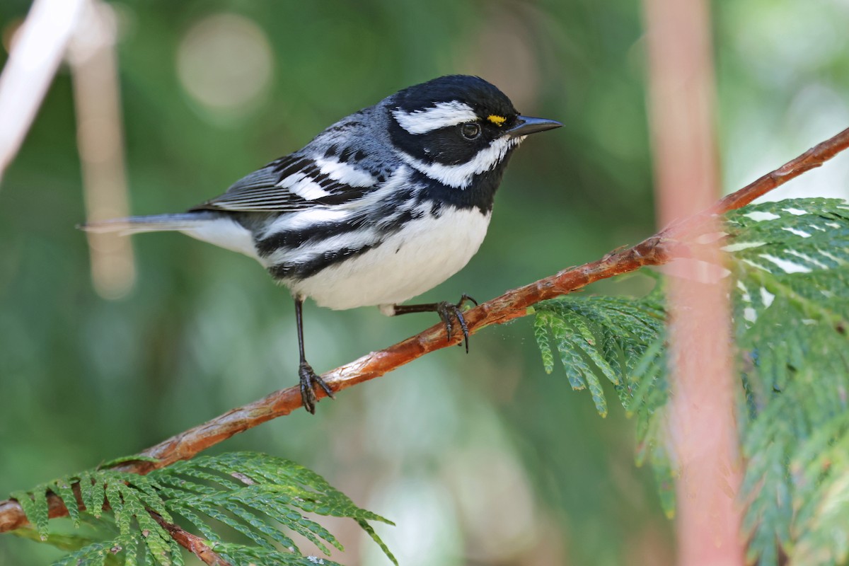 Black-throated Gray Warbler - Nathan Wall