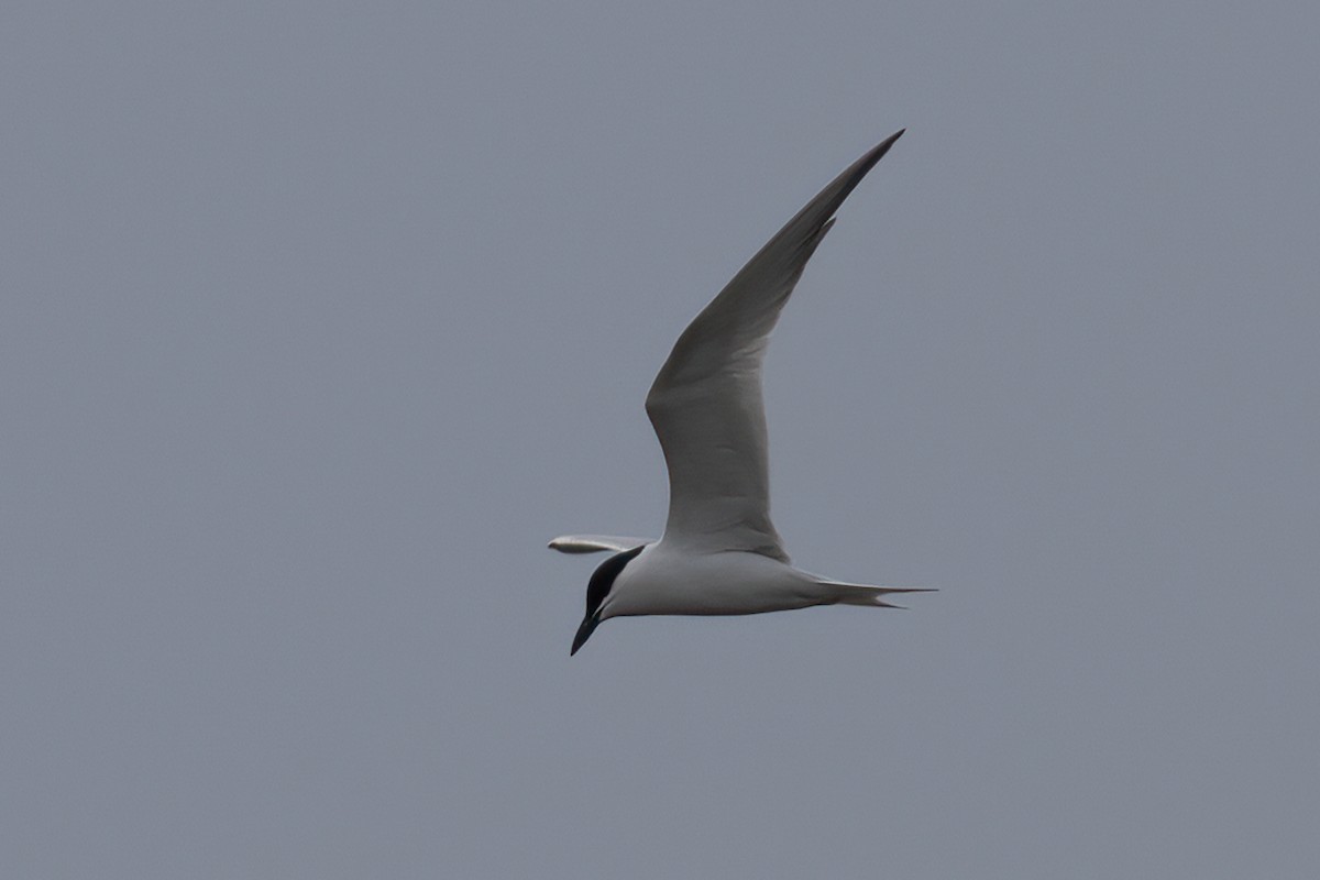 Gull-billed Tern - Ted Keyel