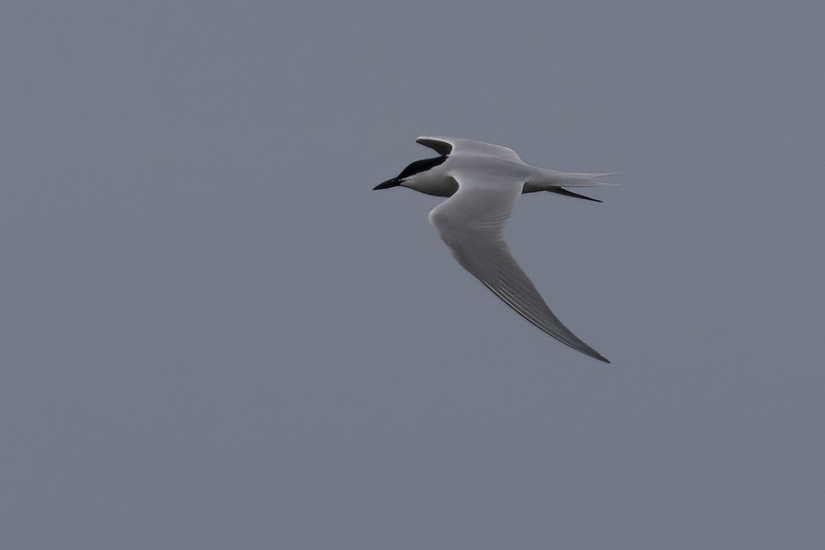 Gull-billed Tern - ML617580366