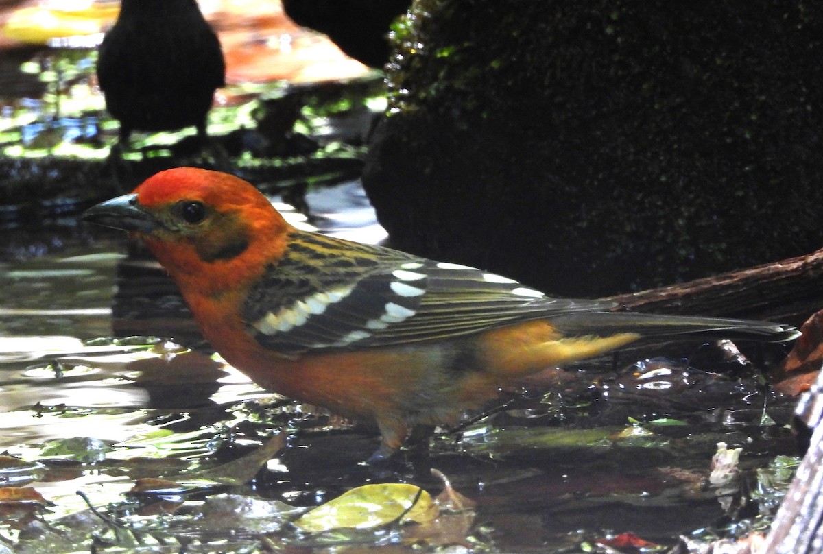 Flame-colored Tanager - ML617580377